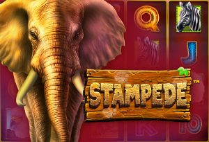 Stampede
